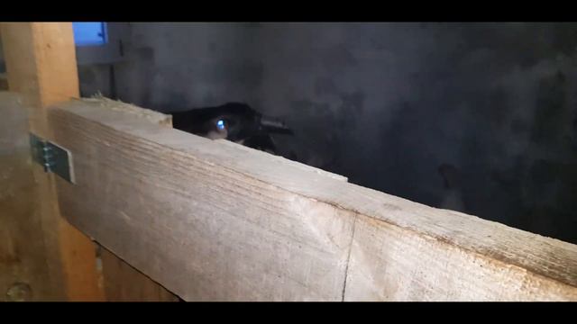 Козья жизнь. Больной кролик. Красивый закат! смотреть онлайн