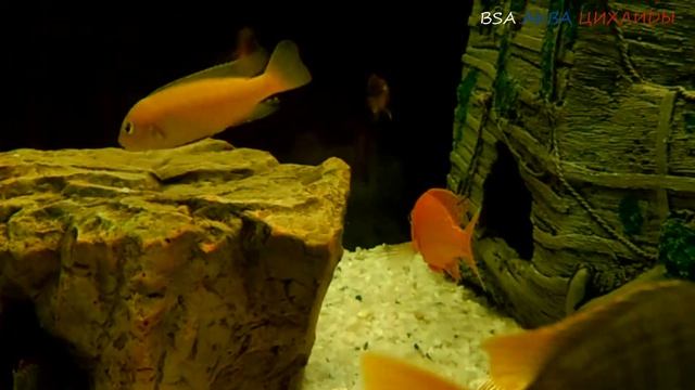 АУЛОНОКАРА ОРХИДЕЯ .\УТАКА\. смотреть онлайн