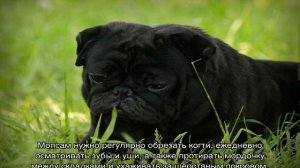 Мини мопс (карликовый): описание американской породы