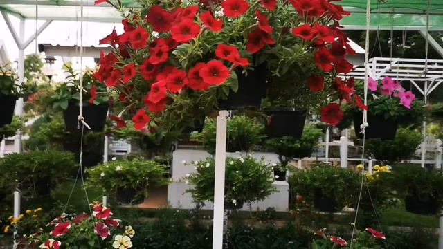 พิทูเนีย Petunia Easy Wave Red Velour สีแดงเรลเวลรัว บ้านสีขาว