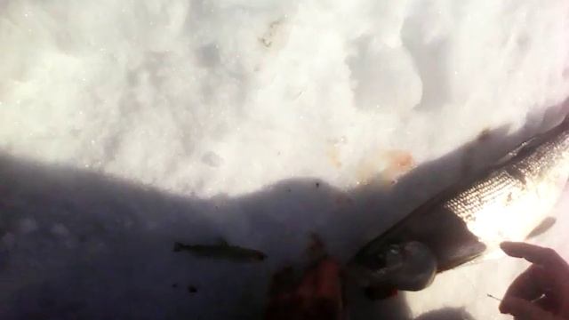 поездка на рыбалку весной.ловля сига на удочки 14.04.2017.Амур смотреть онлайн