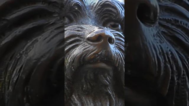 Edinburgh's Greyfriars Bobby #shorts смотреть онлайн