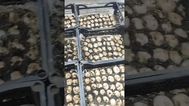 Выгонка тюльпана 9°С смотреть онлайн