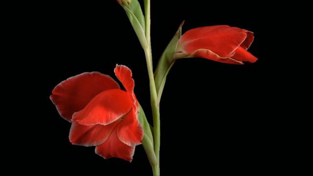 Цветок распускается 26 смотреть онлайн