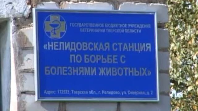 Африканская чума свиней. смотреть онлайн