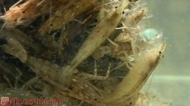 Креветка фильтратор молуккская. Аквариумные обитатели. Аквариумистика. смотреть онлайн