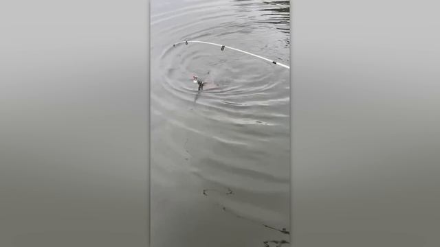 НЕВЕРОЯТНЫЕ СЛУЧАИ НА РЫБАЛКЕ, СНЯТЫЕ НА КАМЕРУ смотреть онлайн