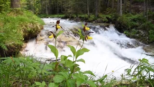 Cypripedium calceolus in situ. смотреть онлайн