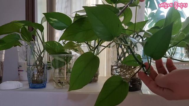 아직도 안키우시나요?국민식물 Scindapsus 이렇게 키워보세요 смотреть онлайн