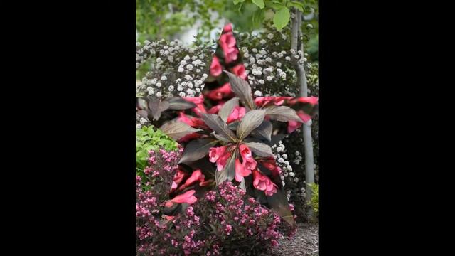 ВЕЙГЕЛА (WEIGELA) сем. Жимолостные смотреть онлайн