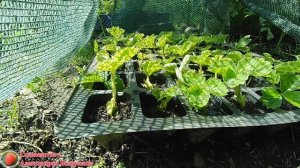 Вся правда о размножение клубники усами в кассетах Как размножить землянику начинающим садоводам