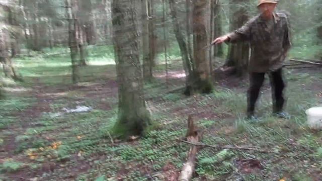 С Чезой в лес за грибами смотреть онлайн