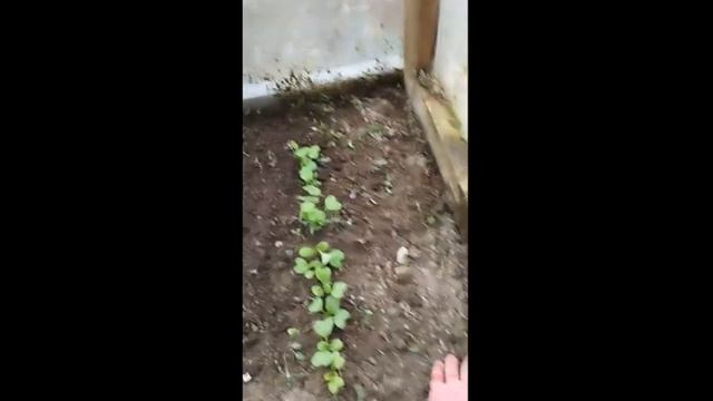 Растут огурчики смотреть онлайн