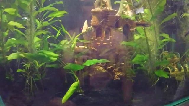 гигрофила лимонник аквариумное растение смотреть онлайн