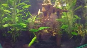 гигрофила лимонник аквариумное растение