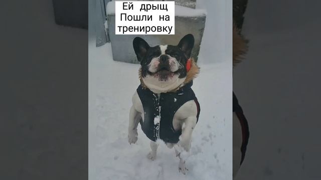 Собака качок #бульдог #платоша #bulldoog #franchbulldog #puppy #smile #love смотреть онлайн