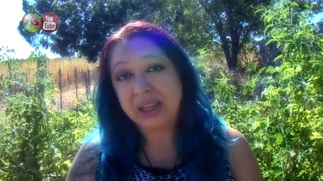 Tomate (Solanum lycopersicum; Solanaceae) смотреть онлайн