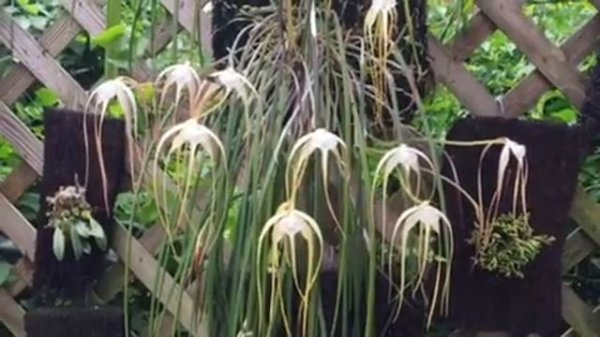Brassavola cucullata