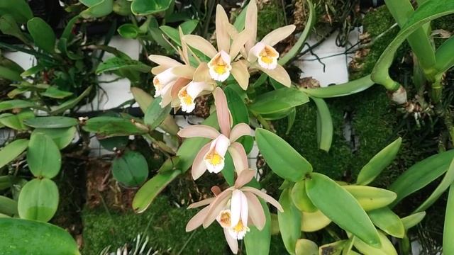 Cattleya Forbesii