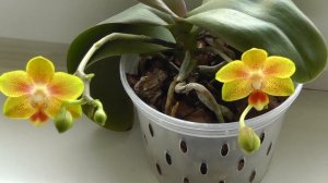 тля на орхидеях вредители и насекомые у орхидей