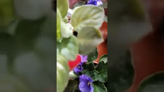 Violeta Africană смотреть онлайн