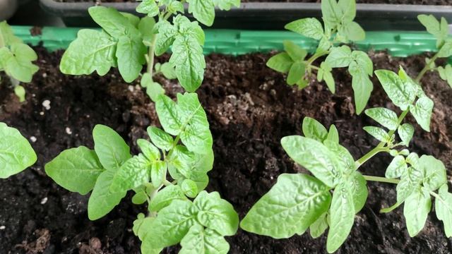 Даже слабая рассада вмиг пойдёт расти в ширь не будет болеть и желтеть, если сделаете так! смотреть онлайн