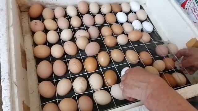 ЕЙСК. ДАЧИ ? ПОМОШНИКИ ПРИЕХАЛИ! БУДЕМ КОПАТЬ СЕПТИК! смотреть онлайн