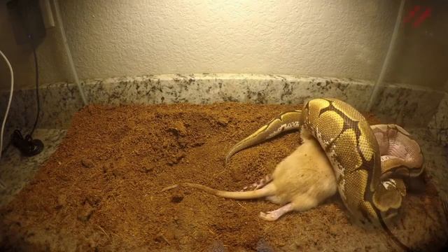 BALL PYTHON FEEDING!! (WARNING: GRAPHIC) смотреть онлайн