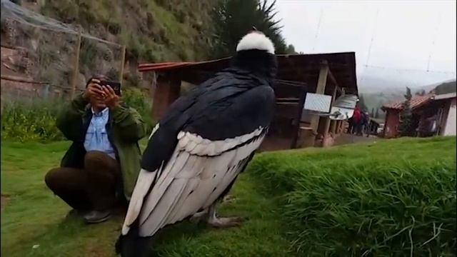Peru Kondor Andean Condor - Cuzco Dec. 2014 смотреть онлайн