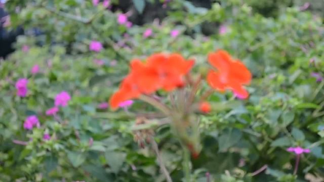 Nikon D5100 - Kit Lente Básico 18-55mm - Prueba De Video