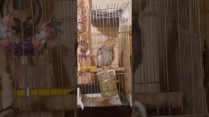 Корелла самка  говорит.