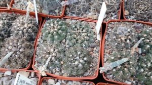 Кактусы. Gymnocalycium Дмитрия Самогородского 2021