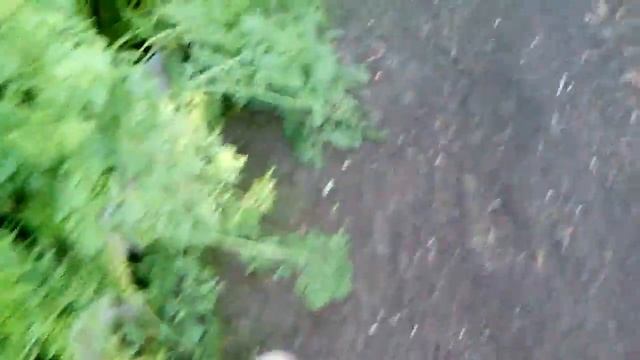 ???МОРКОВЬ БЕЗ ПРОРЕЖИВАНИЯ!!! смотреть онлайн