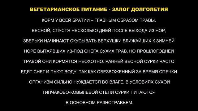 Байбаки - обитатели целинных степей Харьковщины смотреть онлайн