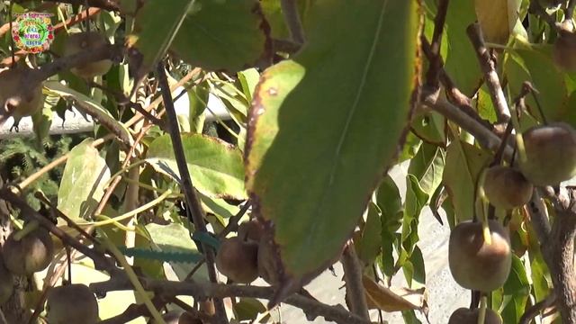 Не бойтесь кушать эти ягоды. Их солнышко поцеловало. Current issues in growing Miki-kiwi actinidia смотреть онлайн