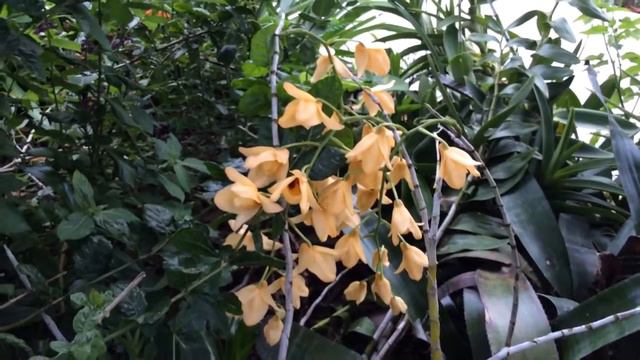 Dendrobium moschatum смотреть онлайн