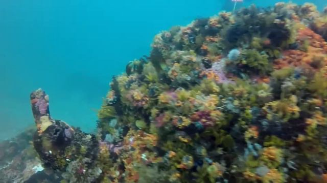 South Africa False Bay Open Water Dive смотреть онлайн