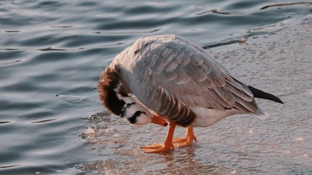Canon R6 объектив Canon RF 100-400mm F/5.6-8 IS USM