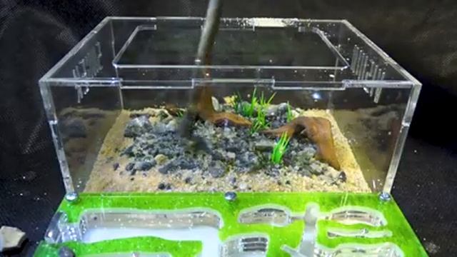 Внезапное заселение маленькой семьи ● Camponotus turkestanus ● Декор арены у муравьев смотреть онлайн