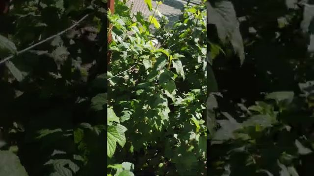 Виноград Анжелика 08.06.2020 смотреть онлайн