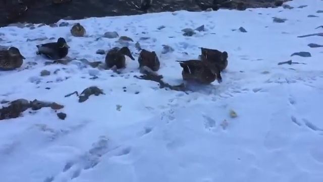Кормим уточек ХЛЕБОМ смотреть онлайн