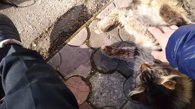 Я глажу кошку около школы смотреть онлайн