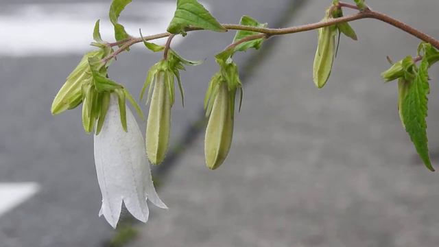 ホタルブクロ　Campanula Punctata