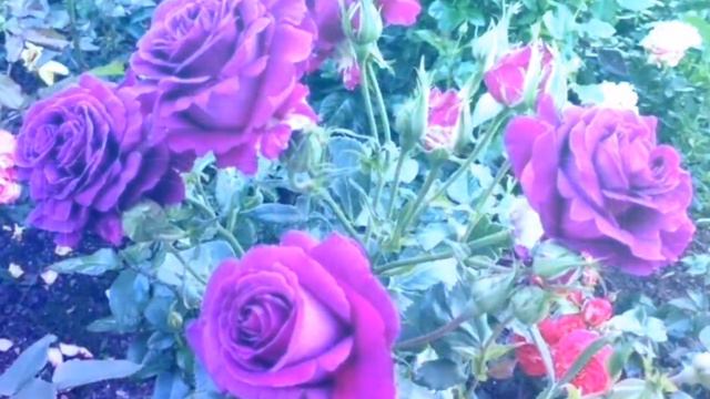 "ЦВЕТЫ - это Улыбка Солнца, которая дарит Радость! "(Жюль Верн) смотреть онлайн