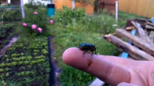 Зеленый жук. Взлет.....