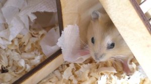 ХОМЯЧОК СЛОМАЛСЯ / НОВЫЙ ПИТОМЕЦ ЗЛЮКА? / ЗОЛОТЫЕ ХОМКИ, СВИНКА КОТ / Alisa Easy Pets