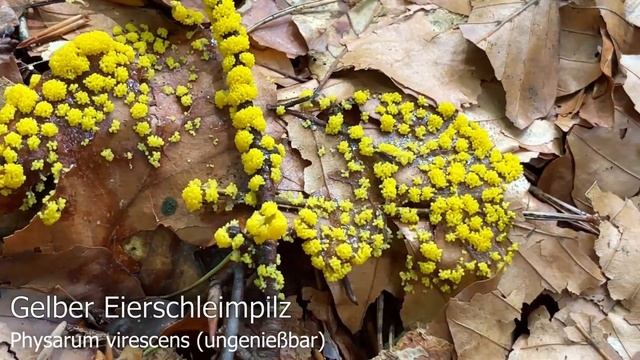 Pilze im Juni | 26.06. & 27.06.2021 | Wenig los bei uns in Oberbayern | Röhrlingspause | Regenpause смотреть онлайн