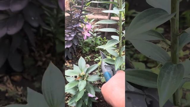 Когда лилии отцвели. Обрезка .#flower#лилиивсаду#обрезкалилий# смотреть онлайн