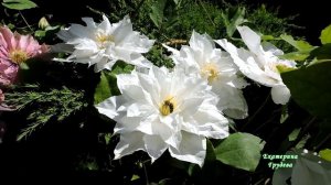 Клематис Исаго. Краткий обзор.