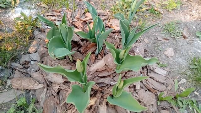 Весной без тюльпанов никак! (часть 2) смотреть онлайн